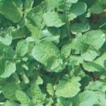 Arugula - Cold hardy annual salad green. Self-sows if left to go to seed in warmer climates. That quality makes it a great addition to a salad lover's garden as it is a perpetual cycle that consistently provides dark green leaves have a strong spicy flavour and aroma. Plant in late August for early spring harvest. Sow every 2 to 3 weeks when harvesting for a steady supply for your salads and garnishes. Goes very well in Pesto. May also be sauteed in olive oil. Tasty!! - Click for more details!