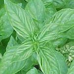 Basil - Lemon - Lemon Basil is unique on its own and pleasantly compliments another selection of basil we have available. Lime Basil. Lemon basil produces mounds of small lemon-scented and flavoured leaves on compact plants. A refreshing addition to salads, pestos or as a garnish. Use fresh, dried or frozen in ice cubes. Hint: Use air temperature water rather than tap water for better production. Water seedlings far from stems(bottom watering highly recommended)especially when young. - Click for more details!