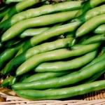 Beans - Broad - Use in soups and hot dishes or roast like pumpkin seeds. Grow in cool well-drained moist conditions. Harvest when beans appear swollen. Also known as the Fava Bean. These plants do not need staking and have attractive flowers. - Click for more details!