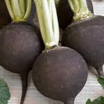 Radish - Black Spanish (Rare) - Produces large round radishes with thin dark skins and firm white flesh. This winter storage worthy and hardy plant is also referred to as black turnip. It can be eaten young and small or allowed to grow 3 -4