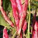 Beans - Borlotti - This vigorous producer is an Italian heirloom that produces colourful red and creams 5 to 6