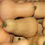 Squash - This ever-popular and trustworthy producer is bound to please the Squash lover. Medium-sized, bottle-shaped winter squash that boasts a sweet orange flesh, with a taste similar to that of a pumpkin with a nutty finish.
- Click for more details!