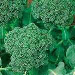 Broccoli - Calabrese - A very cold tolerant variety that can produce for six months or longer in mild climates. Stops production in warm weather. TIP: After harvesting central head bend plant over to encourage side shoot growth. - Click for more details!