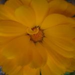 Calendula - Very easy to grow in even poor soil. Extremely versatile. Also considered a herb. The leaves and petals can be used in salad. This plant will also repel insects when planted on the borders of your garden. Producing brilliant orange flowers that add colour to your garden or plant as a border in your garden to help repel harmful insects and attract early pollinators. Self sows, making it a great soil stabilizer on sloped or disturbed areas. - Click for more details!