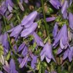 Canterbury Bells - A long-lasting cut flower that produces abundant stalks of small bell-shaped blooms in shades of blue and white with some pinks. Prefers good drainage. Very drought tolerant easy to grow, low maintenance plant. Hardy to zone 2-3. - Click for more details!