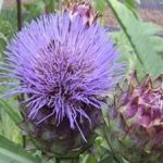 Cardoon - Huge silvery green leaves on a Mediterranean looking plant. Produces fuzzy rich purple flowers resembling Artichokes on stems to 4 ft. tall or better. Stems are edible when steamed and seasoned. Does well in poor soil, full sun and dry conditions. - Click for more details!