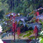 Castor Beans Mix - A striking ornamental addition to any garden. You do not need many of these touches of the tropic specimens, to make a bold statement. Large showy plants that boast the most incredible flower. Castor Bean displays dark, glossy enormous maple-like leaves with red veins, contrast spectacularly with colourful, spiky seed pods that form after the flower show is over. All parts of this plant are poisonous. Do not eat. Despite its poisonous quality, it is highly sought after by the seasoned gardener.
- Click for more details!