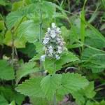 Catnip - Easy to grow. Your cats will love this plant. Adds vitamins to your cats' diet and will help repel fleas. Greyish-green leaves with tiny white flowers with purple specks. Very aromatic. Very aromatic and deer resistant and drought tolerant. - Click for more details!