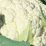Cauliflower - Produces pure white 6