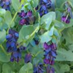 Cerinthe - This highly sought after and sometimes hard to find beauty, self-sows and makes a great cut-flower for dinner bouquets as a conversation piece. Cerinthe attracts bees and other nectar feeders. Sow several in one area to accomplish the wow factor. Or, it is also fantastic for borders, boasting its rich sky blue bracts contrasting with deep purple-blue flowers. This outstanding annual is hardy up to - 5. To use Cerinthe Major as a cut flower, the ends of the stem need to be either dipped in hot water or flamed. Adds a striking feature to basic bouquets. Not common in the average gardens. - Click for more details!