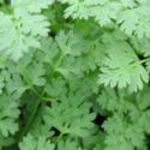 Chervil - Great fresh or frozen. Difficult to find in stores. Use this parsley flavoured, quick-growing plant as a late addition to cooked foods.
A cool-season plant that is sown in early Spring or late Summer for overwintering. - Click for more details!