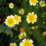 Daisy - Edible Shingiku - Brilliant yellow, edible flowers 3 cm across with a deeper yellow center. Produces abundant edible blooms season. Adds interest to summer salads. Bees adore it. Also makes great mulch for winterizing beds and garden edges. Adds class and conversation to any garden salad or garnish. - Click for more details!