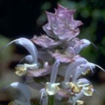 Clary Sage - Producing 10 to 12