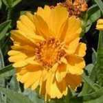 Coreopsis - One of the best and oldest varieties of cultivated wildflowers. These plants prefer the well-drained soil poor so many of us are blessed with. Coreopsis is a great cut flower that is deer resistant, drought tolerant, butterflies adore it. Coreopsis has also proven to be a ladybug magnet to our gardens. Ladybugs are very beneficial to any garden as they are known to eat aphids. - Click for more details!