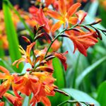 Crocosmia - Montbretia - Warm bright orange flowers, on gracefully arched stems that rise above the leaves. An absolute magnet for Hummingbirds. Crocosmia is a semi-drought tolerant, deer resistant, corm forming plant. Crocosmia's broad, sword-like leaves are attractive even when the plants are not in bloom and is a sought after plant for cut-flower bouquets for adding height and volume. From a landscape designer's view, crocosmia is low maintenance while adding a spiked interest to any garden space. - Click for more details!