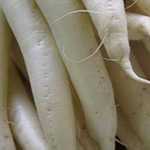 Daikon Radish - Daikon radish (Japanese for large root)produces large white carrot shaped roots with mild spicy flavour. Roots and tops are both edible. Grow in moist , deeply dug, moderately fertile soil - Click for more details!