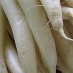 Radish - Daikon Radish - Daikon is derived from two Japanese words dai (meaning large) and long-term (meaning root). Roots are much larger than traditional radish and will range from 2 to 4 inches in diameter and 6 to 20 (that's right 20 inches)long. They develop in 3 different shapes. Cylindrical, Spherical, Oblong. Also known as icicle radish, white radish and mooli, in Britain. It is a companion plant to Chervil, cress, lettuce, leeks, tomatoes, spinach and even strawberries.
- Click for more details!