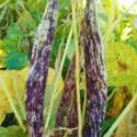 Beans - Dragons Tongue - Popular with chefs for its incomparable flavour. This rare Dutch heirloom bean is tender and delicious. Abundant 7 stringless pods with amazing purple mottling on both the pod and the beans. (Color disappears when cooked) A delight to harvest, as the colours of the pods, contrasts with the foliage. - Click for more details!
