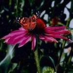 Echinacea - A bouquet sweet scent fills a room and the birds love the seed heads in the winter garden. Echinacea is reputed to increase the body's resistance to infection and colds. Scented, deer resistant, drought tolerant and attracts beneficial insects. Striking purple daisy-like flowers with orange and golden brown central cones. A very frost hardy plant that likes full sun and fertile soil and will provide abundant cut-flowers once established. - Click for more details!