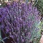 Lavender - English - Produces strong, frost tolerant compact plants. Cut fresh for a wonderfully scented bouquet or dry the stems & flowers for medicinal uses and potpourri. Lavender is recognized for its calming aroma-therapy effect making its oils and flowers highly sought after. Lavender is deer resistant, drought tolerant, aromatic and attracts beneficial insects that aid in a healthy garden. - Click for more details!