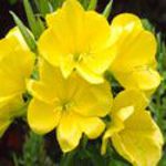 Evening Primrose - Native to Eastern North America this easy-growing plant has yellow, slightly phosphorescent flowers with a modest lemon scent that open in the evenings. All parts of this plant are edible; flowers as a salad garnish leaves cooked as greens and the roots boiled like potatoes. Provides flowers from summer to frost. - Click for more details!