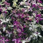 Evening Scented Stock - This plant enjoys Full Sun, attracts butterflies & is AMAZINGLY SWEET SCENTED! A small grouping of plants will fill your senses with an intoxicatingly sweet aroma in the early evening. Easily grown in a variety of conditions, but does best in even moisture. These plants produce a profusion of lilac flowers. Once you have grown them once, you will never want to be without them again. For cut flowers, choose stems with flowers that have just opened. Delicately strip the foliage that will fall below the water level, and place it in water immediately. Fabulously scented and delicate addition for baskets, beds and borders. - Click for more details!
