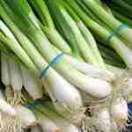 Green Onions - Evergreen - This non-bulbing onion is the best choice for green onion for fresh consumption. Produces clusters of five to ten-inch long stalks, with crisp silver-white stalks. Grow in light, friable soil for best results. This Evergreen bunching onions have a fairly high cold hardiness level which affords the ability to be planted in early Spring or Fall planting. - Click for more details!