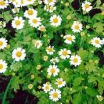 Feverfew - Very reliable and easy to naturalize. These plants produce a mass of citrus smelling leaves and white daisy-like flowers with yellow centers, on multi-branched stems. Feverfew has a very long history in its medicinal uses, such as dispelling fevers and treating arthritis. Good cut flower filler and beneficial insect attractant. Feverfew is deer resistant and drought tolerant. - Click for more details!