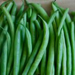 Beans - Florence Green - This Florence Thin Green bush bean produces yields of 5 to 6 inches long string-less beans with exceptional flavour. Beans are high in dietary fibre, protein and are an excellent source of iron, potassium, selenium, thiamine, vitamin B6, and folic acid. Bush beans do not need staking but pick often as this variety produces well. - Click for more details!