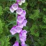 Foxglove - Pink - Foxglove produces spires of large pink tubular florets with speckled throats. Flowers 1st year from early sowing. Plants are hardy biennials.Useful as cut flower or Self-sowing. - Click for more details!