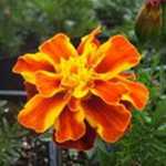Marigold - A must-have for all gardens. Marigolds are versatile, easy to grow plants. These outstanding bug-repelling, deer resistant plants produce masses of bi-coloured red, yellow & orange blooms. These beauties start blooming only weeks after seeding. Great for a child's garden, beds, borders, baskets and containers. - Click for more details!