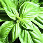 Basil - Genovese - These beauties produce spicy, heavily scented and flavoured leaves perfect for fresh pesto sauces. Dark green large leaves on tall plants that are slow to flower assisting in long harvest and excellent production. Hint: Use room temperature water rather than tap water for better production. Water seedlings far from stems(bottom watering highly recommended)especially when young. Like most herbs is also deer resistant. Planting in pots allows you to move your basil during inclement weather. - Click for more details!