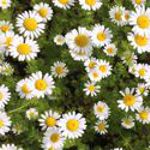 German Chamomile - Best variety for teas and salves. In the vegetable and herb garden, Chamomile is a good companion plant for basil, onion, cabbage and cucumbers. It also is known to increase the oil quality of other herbs planted around it. Its bright cheery flowers brighten up any garden. Commonly used in moon gardens for the glow they show off from the moonlight. - Click for more details!