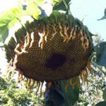 Sunflower - Giganteus - Perfect to grow your own seeds to eat. Kids love it. You will find this gargantuan focal point a natural bird feeder if you so choose to leave the seeds to Mother Nature and her entourage. Its flower heads are as the name states, gigantic at 1 to 1.5 feet across. It has thick stems and giant leaves on strong stalks that rarely need staking unless the area is very windy. In peak time it is definitely pictured worthy and provides plump tasty seeds for eating, roasted or raw. - Click for more details!