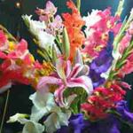 Gladiolus - Few people realize that gladiolus, like perennial plants, can be grown from seed to flower in only two to three years. These seeds will provide a surprise bag of mixed colours with variable markings in every colour of the rainbow. This spectacular cut flower that bees and hummingbirds will flock to. Stake the flowers if using them for cutting so they remain upright in windier weather. Extend vase life by trimming stocks and refreshing vase water. - Click for more details!