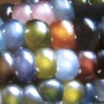 Corn - Glass Gem (Rare) - Produces plants that grow 1 to 4 ears 3 to 8 inches long depending on the length of growing season, conditions and size of the plant. Proper conditions can yield plants at 5 to 10ft tall. It is a very unique ornamental corn that produces glassy decorative kernels in a wide variety of colours. Dried kernels can be used to produce cornmeal or small white popcorn. VERY RARE! Gorgeous for decorating and crafts. - Click for more details!