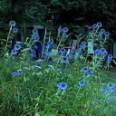 Globe Thistle - Vibrant violet-blue with globe-shaped flowers on long-stemmed silvery-blue foliage. Very striking as a cut flower and holds its blue colour amazingly well after drying. Grows in any soil as long as it is well-drained. Deer resistant, drought tolerant and works well in a wildflower garden or herbaceous border. A great addition to a Moon Garden. - Click for more details!