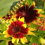 Gloriosa Daisy - Gloriosa daisy produces loads of super colourful yellow to orange flowers with maroon red centers in various blends. Superb for large containers or beds, dry conditions or poor soil and it will perennialize in warmer climates. There is a powerful attraction for beneficial bees and butterflies and its mix of colours makes it an absolutely striking cut-flower. - Click for more details!