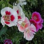 Godetia - Godetia produces mounds of cup-shaped flowers. An early flower that tolerates cooler temperatures of 10 to 15. A second flowering may be attained in fall by summer pruning. These awesome bicolored flowers are a shimmery delight. Great cut flowers, containers, beds and borders.Does well in moist areas and prefers partial shade for best results. Self-sows but does not get weedy. Attract bees and butterflies. - Click for more details!