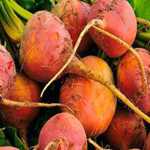 Beet - Golden - Sweeter and less