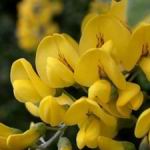 Golden Rain Tree - Golden Rain Tree is a small tree with dark green leaves and clusters of drooping, scented, brilliant yellow pea-like flowers. A great source of Spring colour and early cut flowers. Golden Rain Tree is wind tolerant and is known for its ability to fix nitrogen into the soil. - Click for more details!