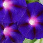 Morning Glory - Vibrant electric purple flowers with a red star on the face and a pink and white throat. These vining plants can grow to 15 ft and are not picky about the soil. An annual plant that makes a statement. May self-sow but is not as invasive as the white-flowered bindweed that is often mistaken for this variety. - Click for more details!