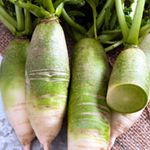 Radish - Green Meat - This radish has crispy, sweet greenish flesh that stores amazingly well. Also known as the Chinese radish and have green skins with white tips. Can be harvested young or left to mature into a 2 to 3 in. root. If planning to succession sow in hotter months, be sure to provide some shade from hot afternoon sun. Great in salads and smoothies or makes a great garnish conversation piece with its unique colour.
- Click for more details!