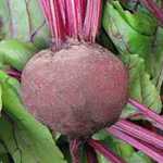 Beet - Green Top Bunching Beet - Green top bunching beets are famous for their tall edible tops, which are perfect for salads and cooking. Produces flattened globe-shaped, deep red roots for cooking or pickling. - Click for more details!