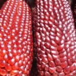 Strawberry Corn - Excellent for popping and ornamental uses.These are great in small gardens as plants only grow 3ft/1m tall. Produces deep crimson red kernels on 2-3 in. or 5-7 cm long cobs shaped like a large strawberry. Popcorn can be made from this variety. - Click for more details!
