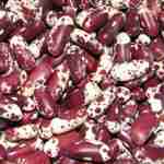 Beans - Appaloosa Shelling - Brilliant white beans with deep wine red speckles.Akin to the marking on an Appaloosa horse. Harvest young for fresh beans, or let mature for use as baked beans. This variety holds its firmness when longer cooking times are required making it great for baked beans and chillies. Grows well in cooler climates or those who live in short-season locations. - Click for more details!