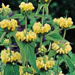 Jerusalem Sage - An unusual and attractive deer resistant and drought tolerant plant that produces sturdy branches with tiered bunches of buttery yellow hooded flowers, that are great for cutting or drying. Displaying attractive olive green heart-shaped soft leaves. Performs well in poor well-drained soils. - Click for more details!