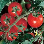 Latah Red Tomato - Latah Early Red is known for its very early ripening and great flavour. Perfect for a short season. Indeterminate. - Click for more details!