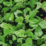Lemon Balm - Lemon-scented flavour make this plant an excellent garnish and a delicious tea for colds. Also effective as a companion plant or bug barrier.
When watering the seed that needs light to germinate, it is important that you either use a spray bottle to keep the soil moist or water from the bottom by using a tray and filling the tray with water that allows the soil to soak up the water from the bottom up. Not using one of the 2 ways suggested may push the seed into the soil which will not allow optimal light conditions for proper germination. Also, be sure to sow Lemon Balm in bunches of 3,5 or 7 seeds to create a clumping effect as showing only one seed will only provide one small plant, that will take a longer time to allow for harvest or to create the desired bug barrier effect. Lemon balm has a short rootstock is and the stems are square and branch out at each joint. The leaves are heart-shaped, toothed and emit an amazingly sweet lemon fragrance when bruised. Their distinct lemon taste makes them a perfect choice for tea. Lemon Balms flowers in small loose bunches from June to October. - Click for more details!