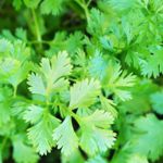 Cilantro - Delicious in every way. Fast-growing and superb for flavouring soups and meats with its leaves and stems or its aromatic seeds. Widely used in salsas or guacamole and is also used in many curry recipes. The leaves make an attractive garnish topping. - Click for more details!